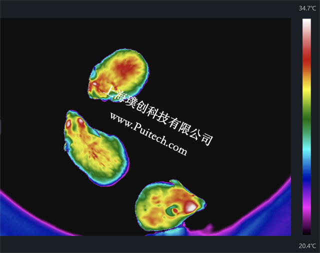 ?？滴⒂凹t外熱成像技術(shù)對(duì)實(shí)驗(yàn)小鼠進(jìn)行科研觀測(cè)